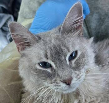 Kiwi -  Domestic Medium Hair Cat for Adoption in Golden, Colorado - Kiwi | PetCurious