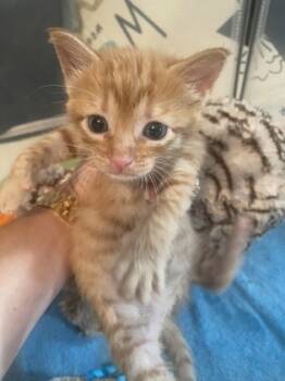 Rescue Domestic Long Hair and Domestic Short Hair Cats for Adoption in Columbia, South Carolina - Eco | PetCurious