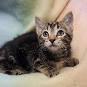 Spice -  Domestic Short Hair Cat for Adoption in Marseilles, Illinois - Spice | PetCurious