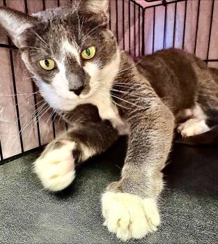 Rescue Domestic Short Hair Cats for Adoption in Casa Grande, Arizona - Dewey | PetCurious
