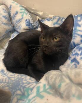 Rescue Domestic Short Hair Cats for Adoption in Indiana, Pennsylvania - Riku | PetCurious