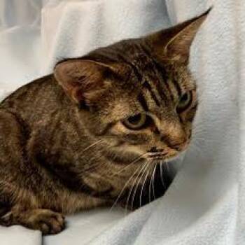 Sky -  Tabby Cat for Adoption in Green Valley, Arizona - Sky | PetCurious
