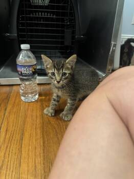 Bradford -  Domestic Short Hair and Extra Toes Cat Hemingway Polydactyl Cat for Adoption in Emerald Isle, North Carolina - Bradford | PetCurious