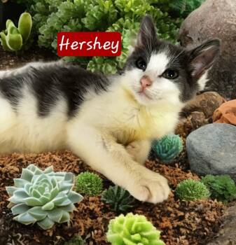 Rescue Domestic Short Hair Cats for Adoption in Jim Thorpe, Pennsylvania - Hershey | PetCurious