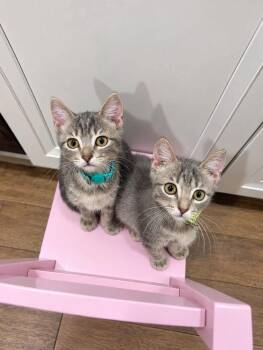 Scout -  Domestic Medium Hair Cat for Adoption in Emporia, Kansas - Scout | PetCurious