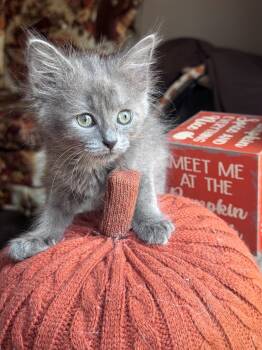 Avra -  Domestic Medium Hair Cat for Adoption in Hackensack, Minnesota - Avra | PetCurious