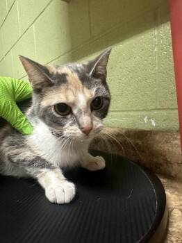 Domestic Short Hair Cats Available for Adoption - CINDERELLA | PetCurious
