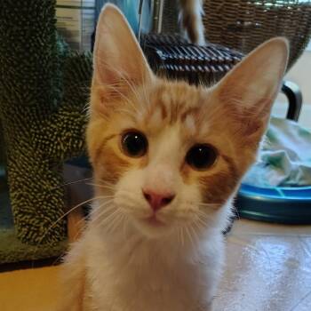 Concierge -  Domestic Long Hair Cat for Adoption in Carencro, Louisiana - Concierge | PetCurious