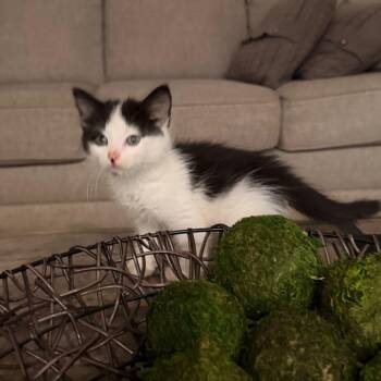 Ross -  Domestic Medium Hair Cat for Adoption in Fresno, California - Ross | PetCurious