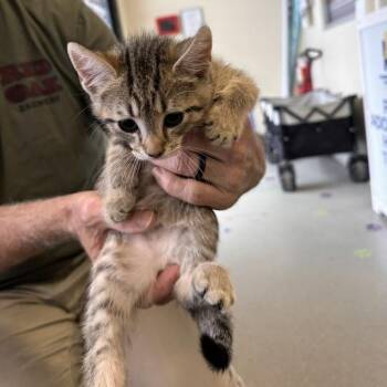 Domestic Short Hair Cats Available for Adoption in Wilmington, Delaware - Tagalong | PetCurious