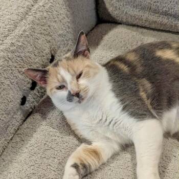 Rescue Calico Cats for Adoption in Albany, New York - Mercury | PetCurious