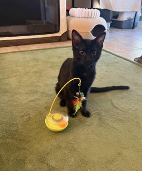 Domestic Short Hair Cats Available for Adoption in Phoenix, Arizona - Athos [Bonded With Porthos] | PetCurious