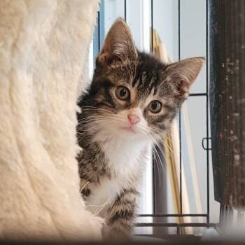 Corissa -  Domestic Short Hair Cat for Adoption in Rochester, Minnesota - Corissa | PetCurious