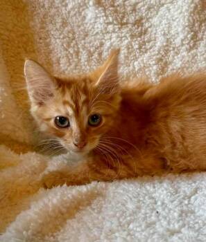 Dylan -  Domestic Medium Hair Cat for Adoption in Glocester, Rhode Island - Dylan | PetCurious