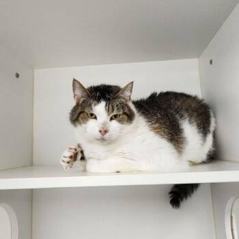 Julissa -  Domestic Short Hair Cat for Adoption in Dover, New Hampshire - Julissa | PetCurious