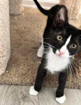 Bolt -  Domestic Short Hair Cat for Adoption in Fort Myers, Florida - Bolt | PetCurious