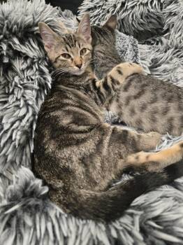 ROO -  Domestic Short Hair Cat for Adoption in Broomfield, Colorado - ROO | PetCurious