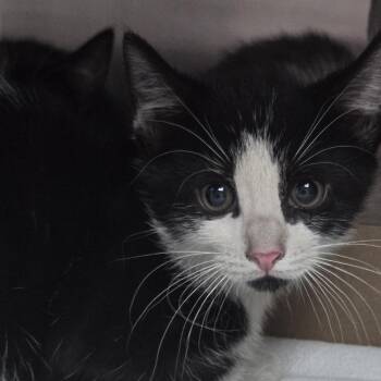 AHNJ-Stray-120544 -  Domestic Short Hair Cat for Adoption in Newark, New Jersey - AHNJ-Stray-120544 | PetCurious