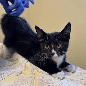Biscuit -  Domestic Short Hair Cat for Adoption in Pasadena, California - Biscuit | PetCurious