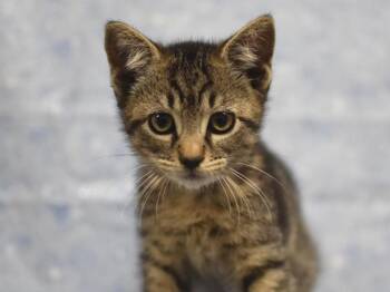 Buttercup -  Domestic Short Hair Cat for Adoption in Portland, Oregon - Buttercup | PetCurious