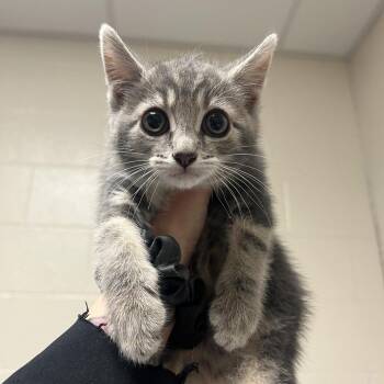 Pepper Jack -  Domestic Short Hair Cat for Adoption in Pittsburgh, Pennsylvania - Pepper Jack | PetCurious