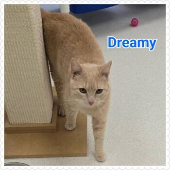Domestic Short Hair Cats Available for Adoption in North Saint Paul, Minnesota - Dreamy | PetCurious