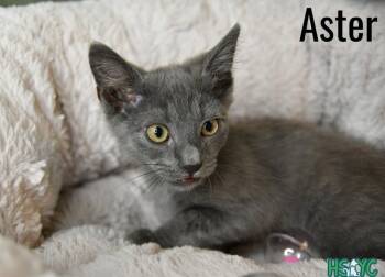 Aster -  Domestic Short Hair Cat for Adoption in Fort Mill, South Carolina - Aster | PetCurious