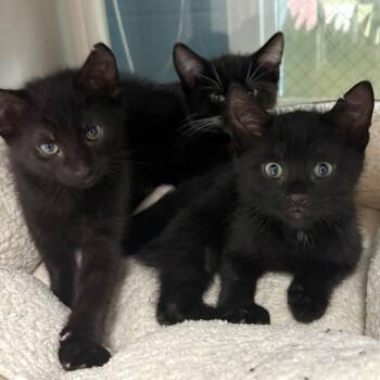 Domestic Short Hair Cats Available for Adoption in East Hanover, New Jersey - Nipsey | PetCurious