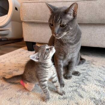 Boa Marigold 10 -  Domestic Short Hair Cat for Adoption in Austin, Texas - Boa Marigold 10 | PetCurious