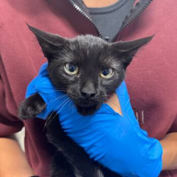 Rescue Domestic Short Hair Cats for Adoption in Akron, New York - Ivy ARC2025-317 | PetCurious