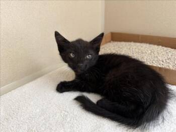 FREDDY -  Domestic Short Hair Cat for Adoption in Santa Fe, New Mexico - FREDDY | PetCurious