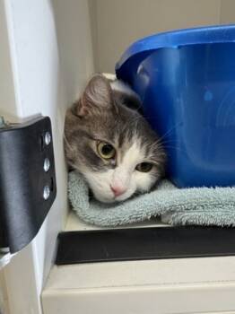 Rescue Domestic Long Hair and Domestic Short Hair Cats for Adoption in Harbor Springs, Michigan - Gracie | PetCurious