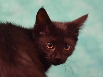 Elvira -  Domestic Short Hair Cat for Adoption in Portland, Oregon - Elvira | PetCurious