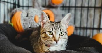 Domestic Short Hair Cats Available for Adoption - Evie | PetCurious