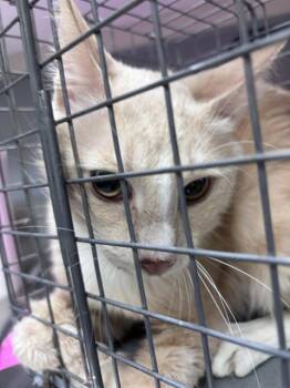 SHRIMP -  Domestic Short Hair Cat for Adoption in Las Vegas, Nevada - SHRIMP | PetCurious