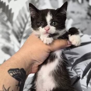 Domestic Medium Hair Cats Available for Adoption in Wahiawa, Hawaii - Donkey Kong | PetCurious