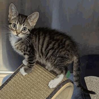 Venus -  Domestic Short Hair Cat for Adoption in New York, New York - Venus | PetCurious