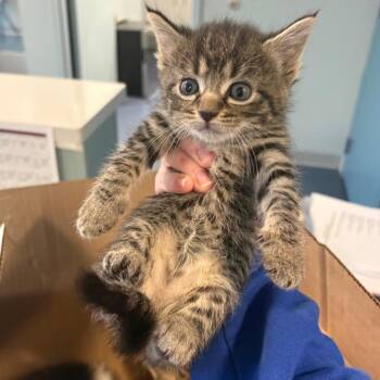Hawkeye -  Domestic Short Hair Cat for Adoption in Greensboro, North Carolina - Hawkeye | PetCurious