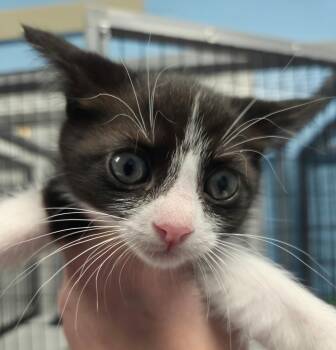 Rescue Domestic Short Hair Cats for Adoption in Gold Beach, Oregon - Callie | PetCurious