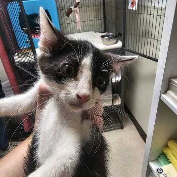 Ceasar -  Domestic Short Hair Cat for Adoption in Columbus, North Carolina - Ceasar | PetCurious