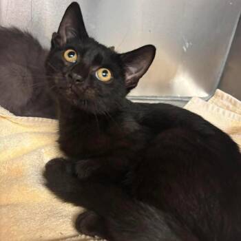 Kerfuffle -  Domestic Short Hair Cat for Adoption in Martinsville, Virginia - Kerfuffle | PetCurious