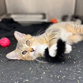 Rescue Domestic Short Hair Cats for Adoption in Hilton Head Island, South Carolina - Copper | PetCurious