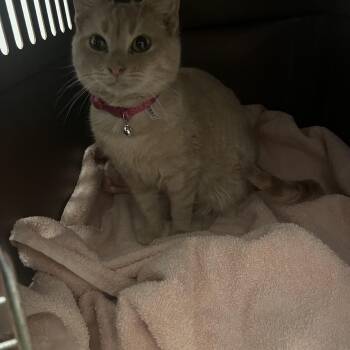 Domestic Short Hair Cats Available for Adoption - Rusty | PetCurious