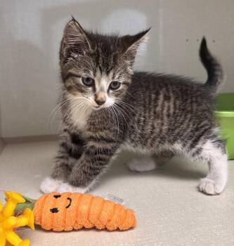 Cora -  Domestic Medium Hair Cat for Adoption in Montello, Wisconsin - Cora | PetCurious