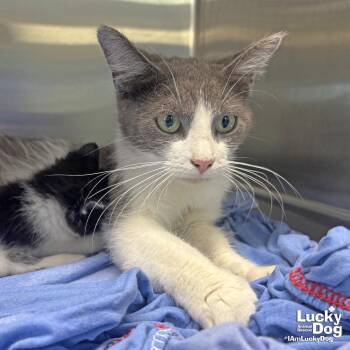 Domestic Short Hair Cats Available for Adoption in Washington, District Of Columbia - Allie Cat | PetCurious
