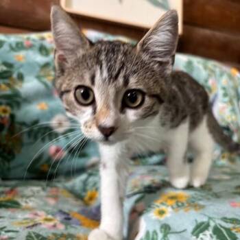 Bacon Sunnyside -  Tabby and Domestic Short Hair Cat for Adoption in Friendswood, Texas - Bacon Sunnyside | PetCurious