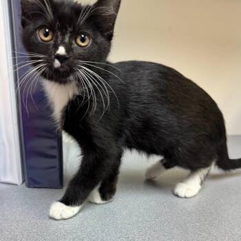 River -  Domestic Short Hair Cat for Adoption in Pocatello, Idaho - River | PetCurious