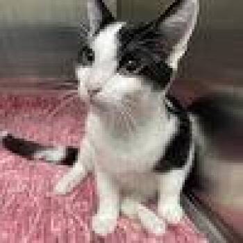 Peter -  Domestic Short Hair Cat for Adoption in Georgetown, Kentucky - Peter | PetCurious