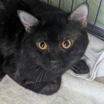 Tabby Cats Available for Adoption in Shippenville, Pennsylvania - Mica | PetCurious