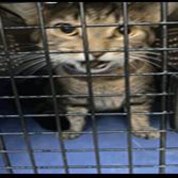 Mr. Tom -  Domestic Short Hair Cat for Adoption in Indianapolis, Indiana - Mr. Tom | PetCurious